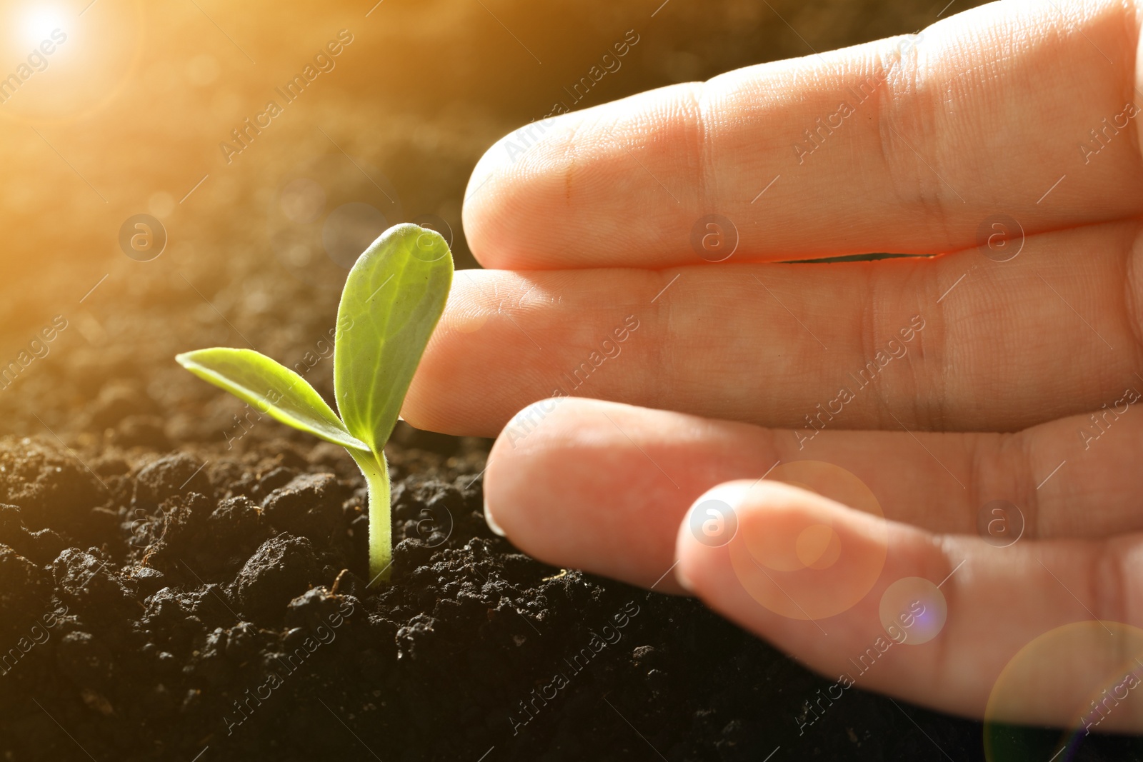 Image of Woman with young vegetable plant grown from seed in soil, closeup