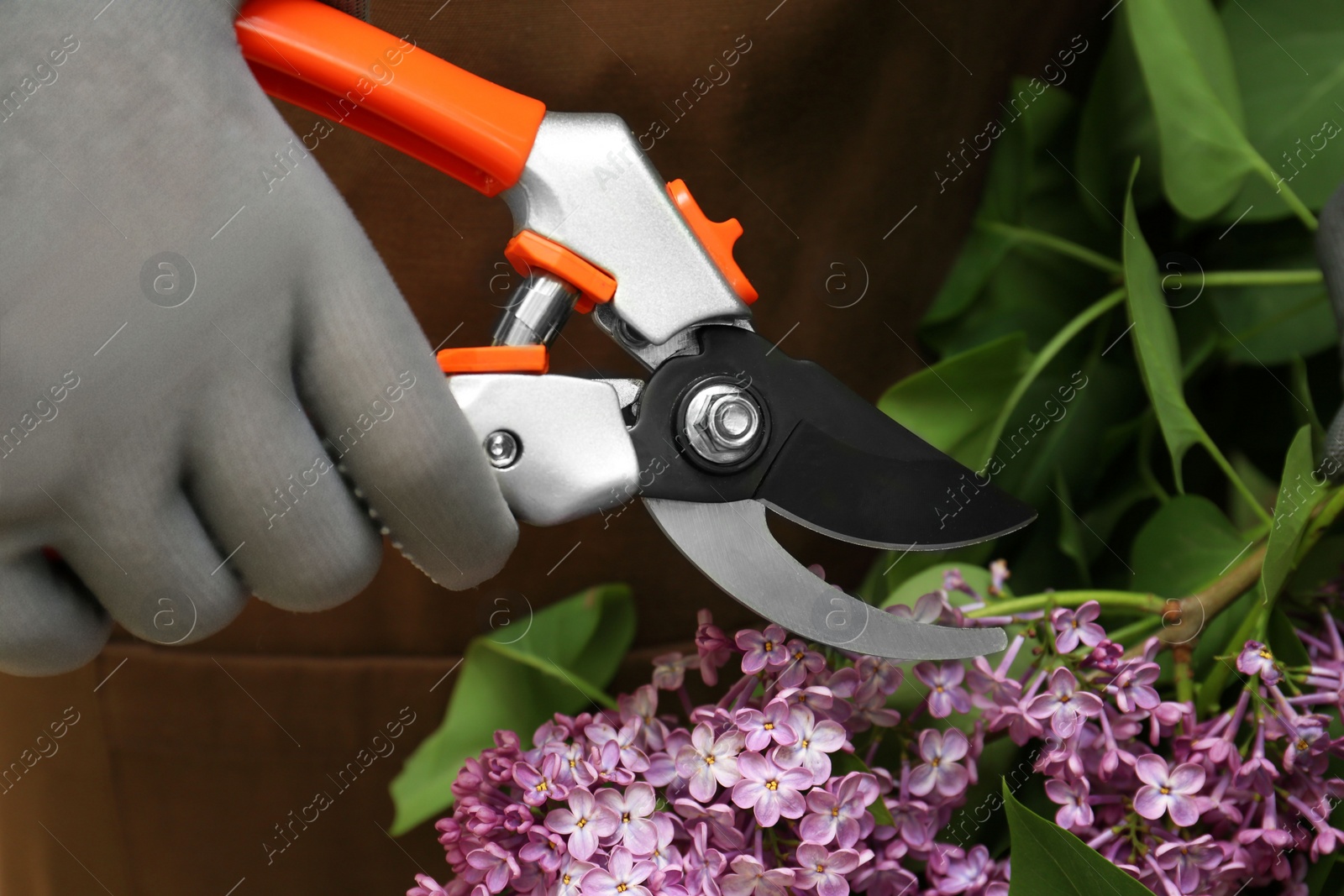 Photo of Gardener pruning lilac branch with secateurs outdoors, closeup