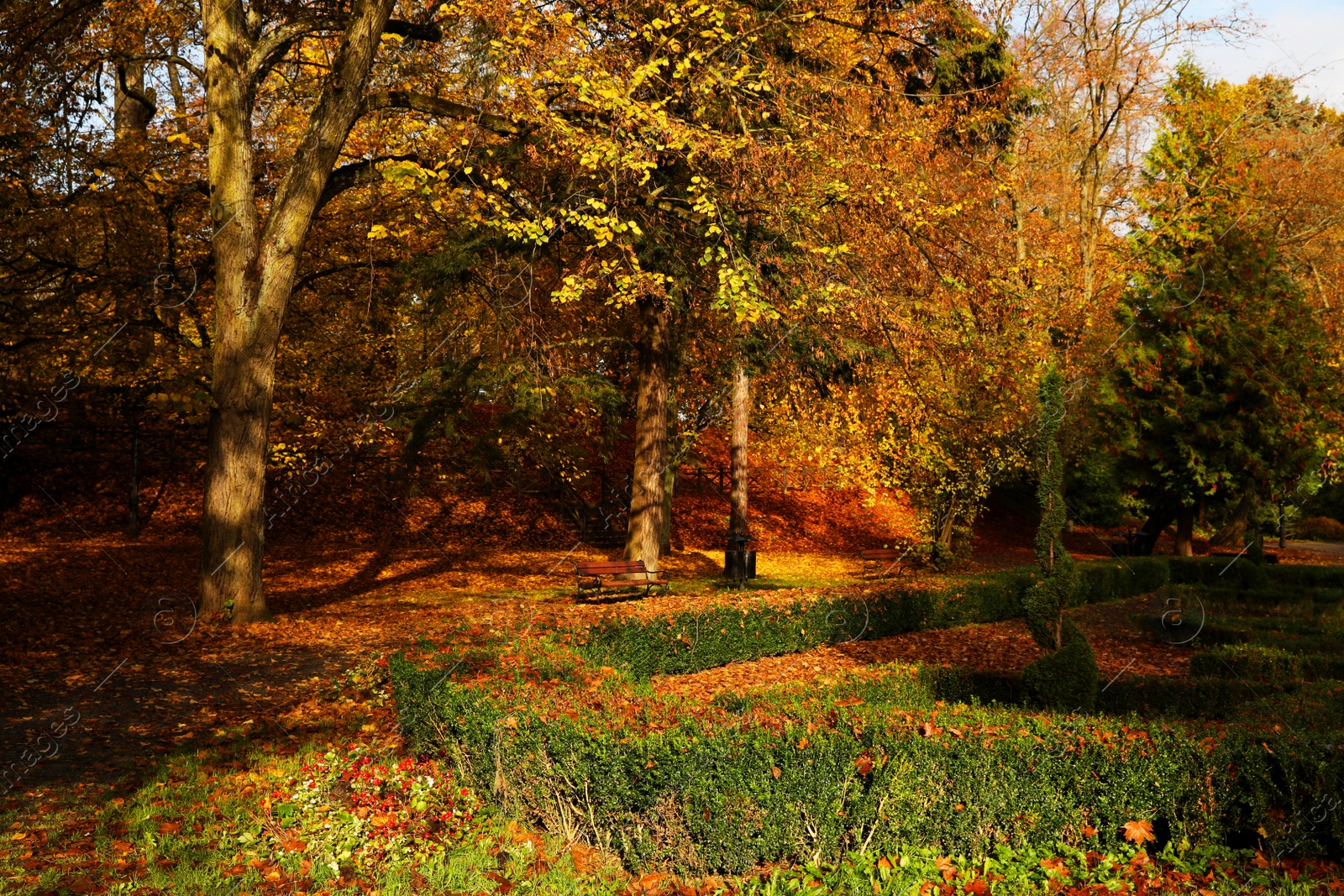 Photo of Beautiful park with yellowed trees and wooden benches