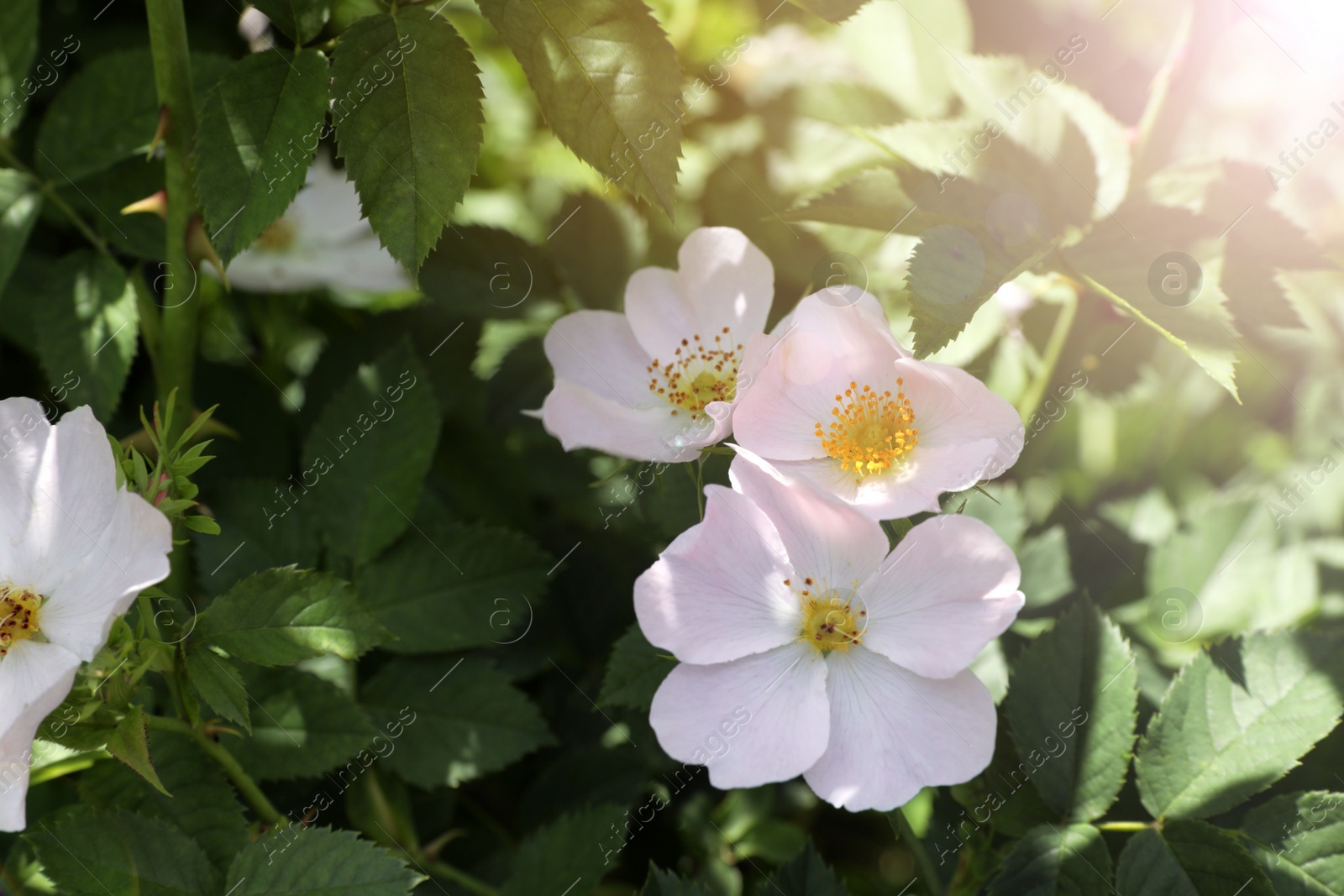 Photo of Beautiful blooming rose hip flowers on bush outdoors