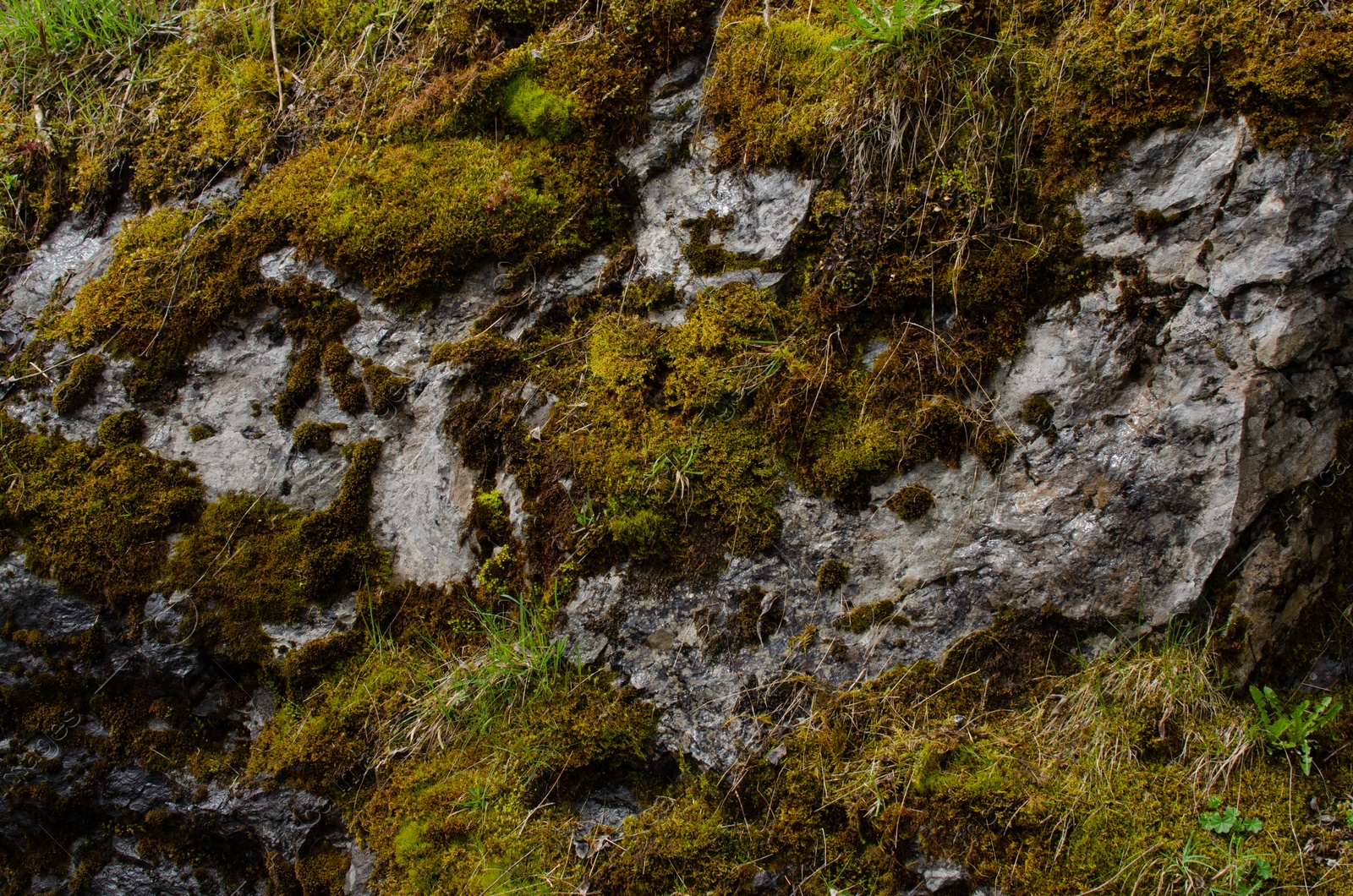 Photo of Rock overgrown with green moss in forest, closeup