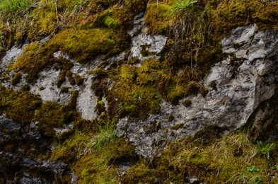 Photo of Rock overgrown with green moss in forest, closeup