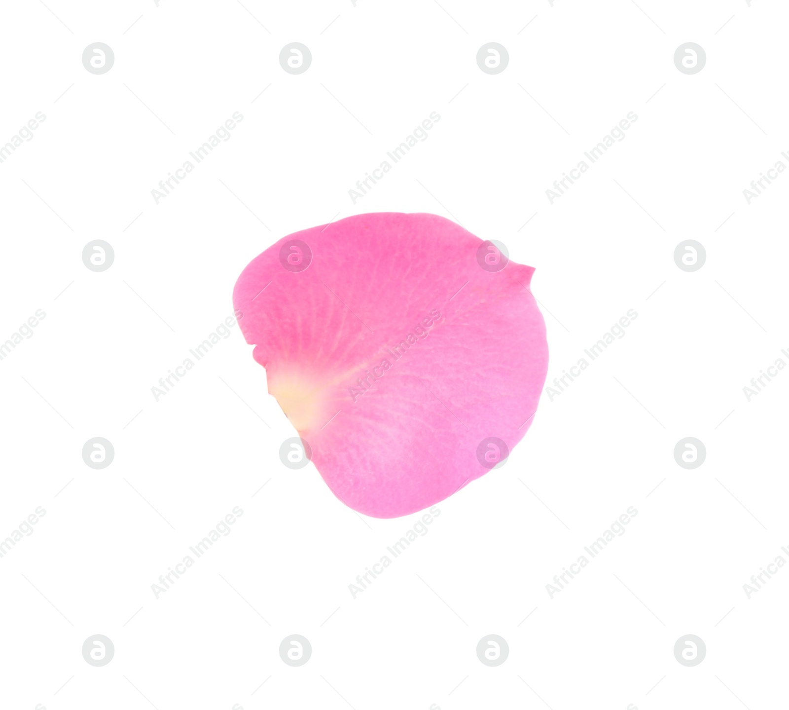 Photo of One pink rose petal isolated on white