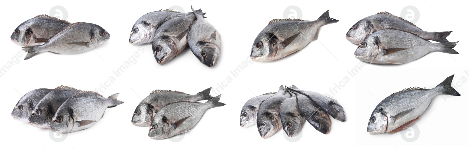 Image of Raw dorada fish isolated on white, set