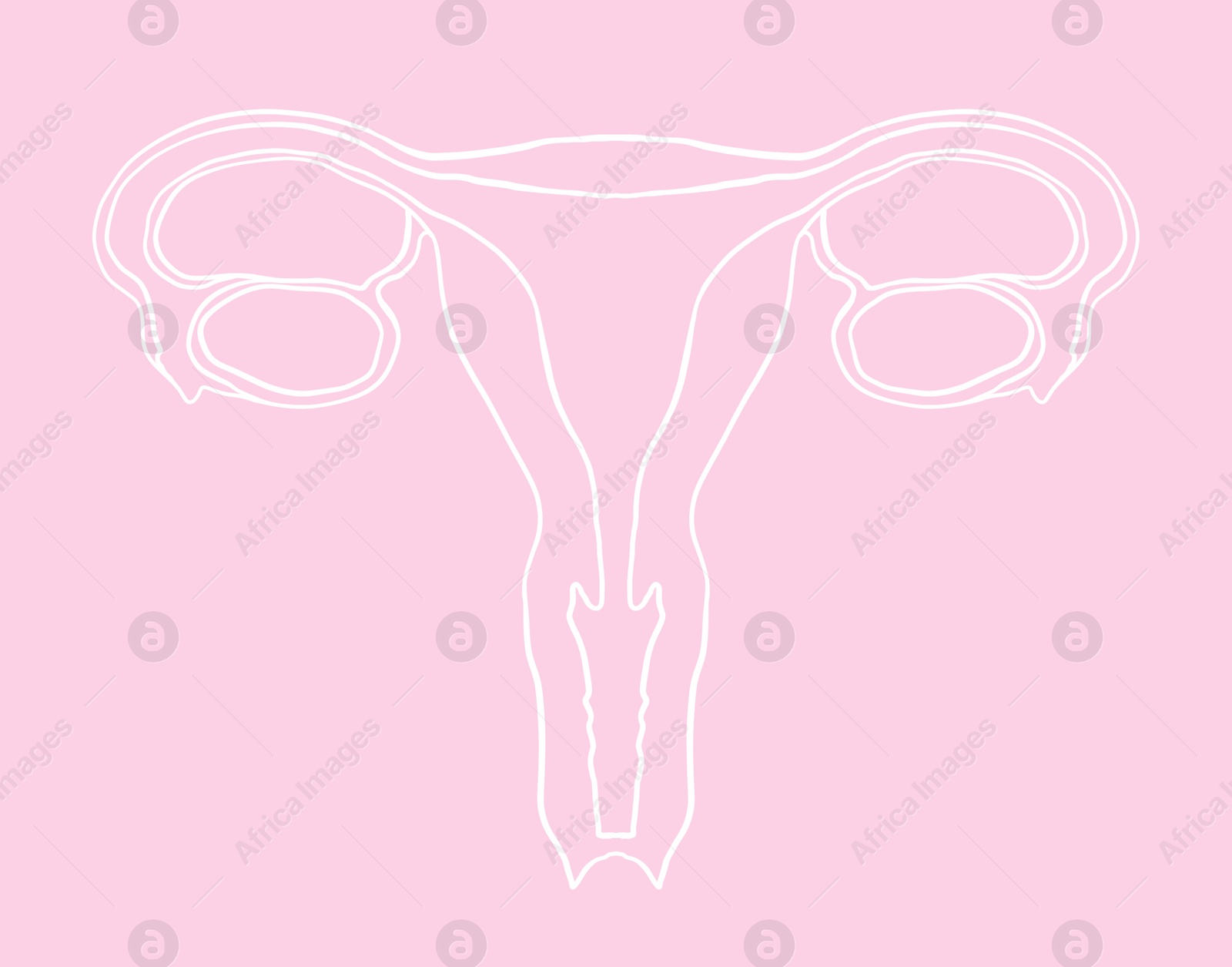 Image of Female reproductive system on pink background, illustration