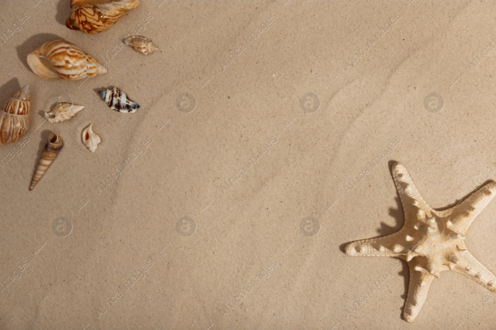 Photo of Starfish and seashells on beach sand, top view. Space for text