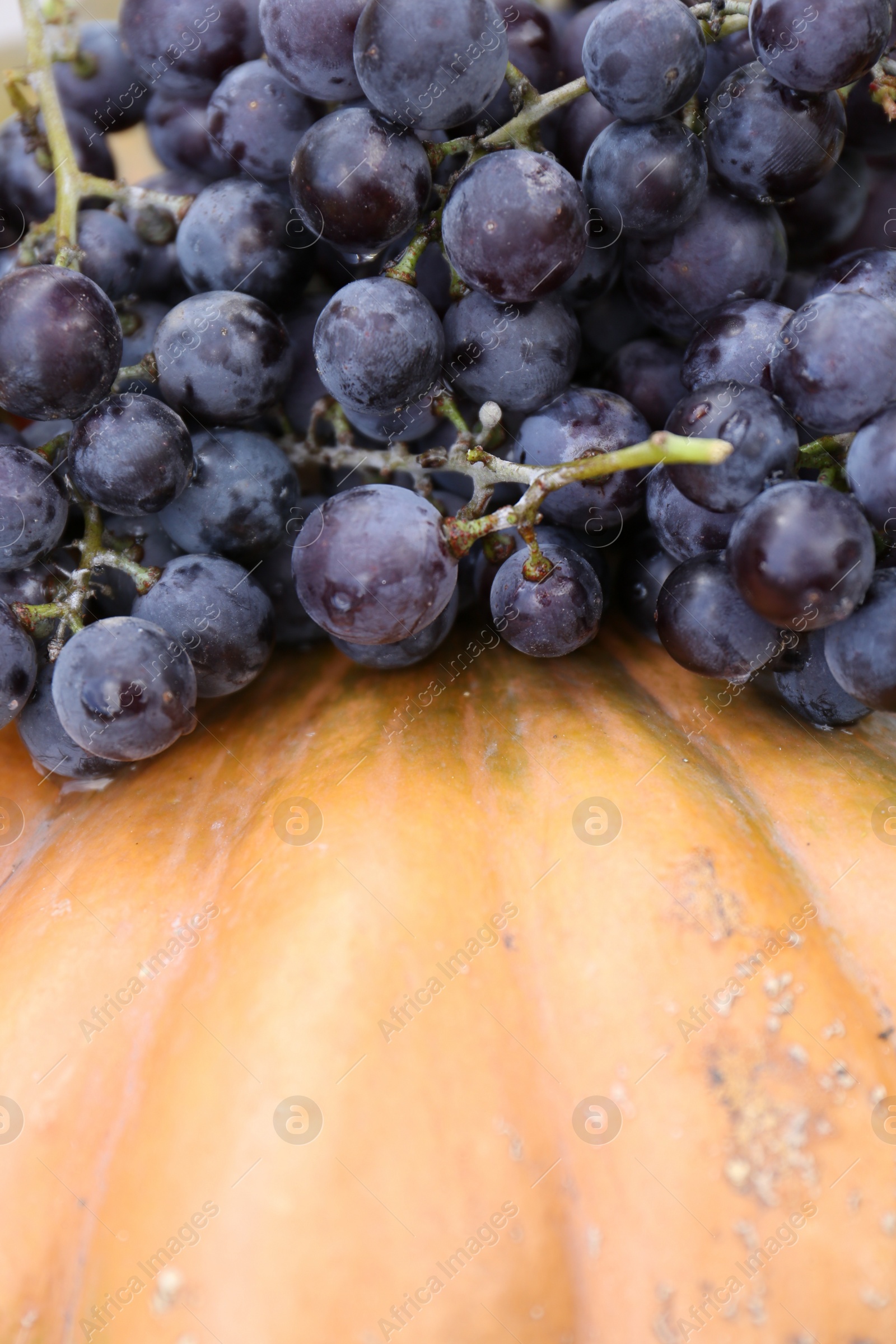 Photo of Delicious grapes and pumpkin as background, closeup. Autumn harvest