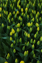 Many beautiful tulip flowers growing outdoors. Spring season