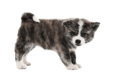 Photo of Cute Akita inu puppy on white background. Friendly dog