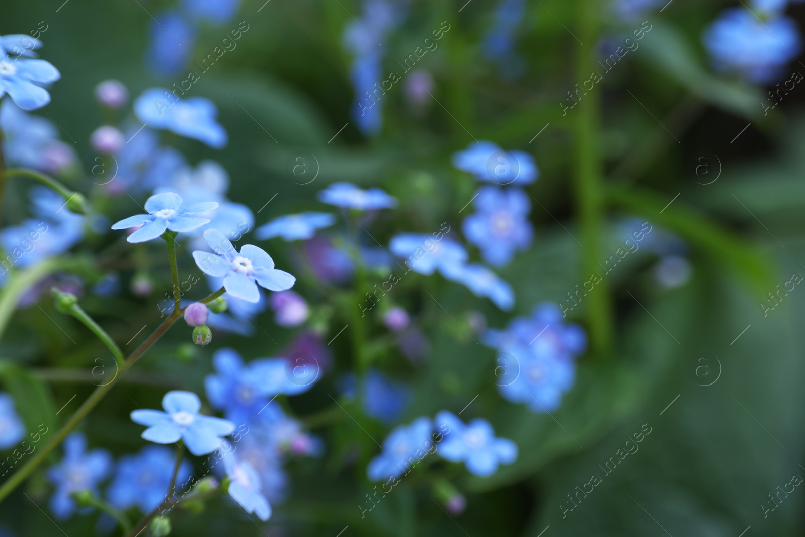 Photo of Beautiful forget-me-not flowers growing outdoors, space for text. Spring season