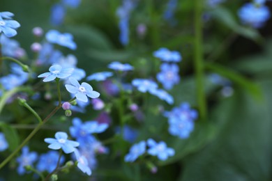 Photo of Beautiful forget-me-not flowers growing outdoors, space for text. Spring season