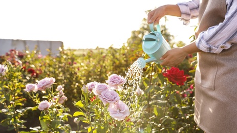 Closeup view of woman watering rose bushes outdoors. Gardening tool