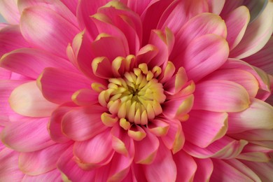 Beautiful blooming chrysanthemum flower as background, closeup