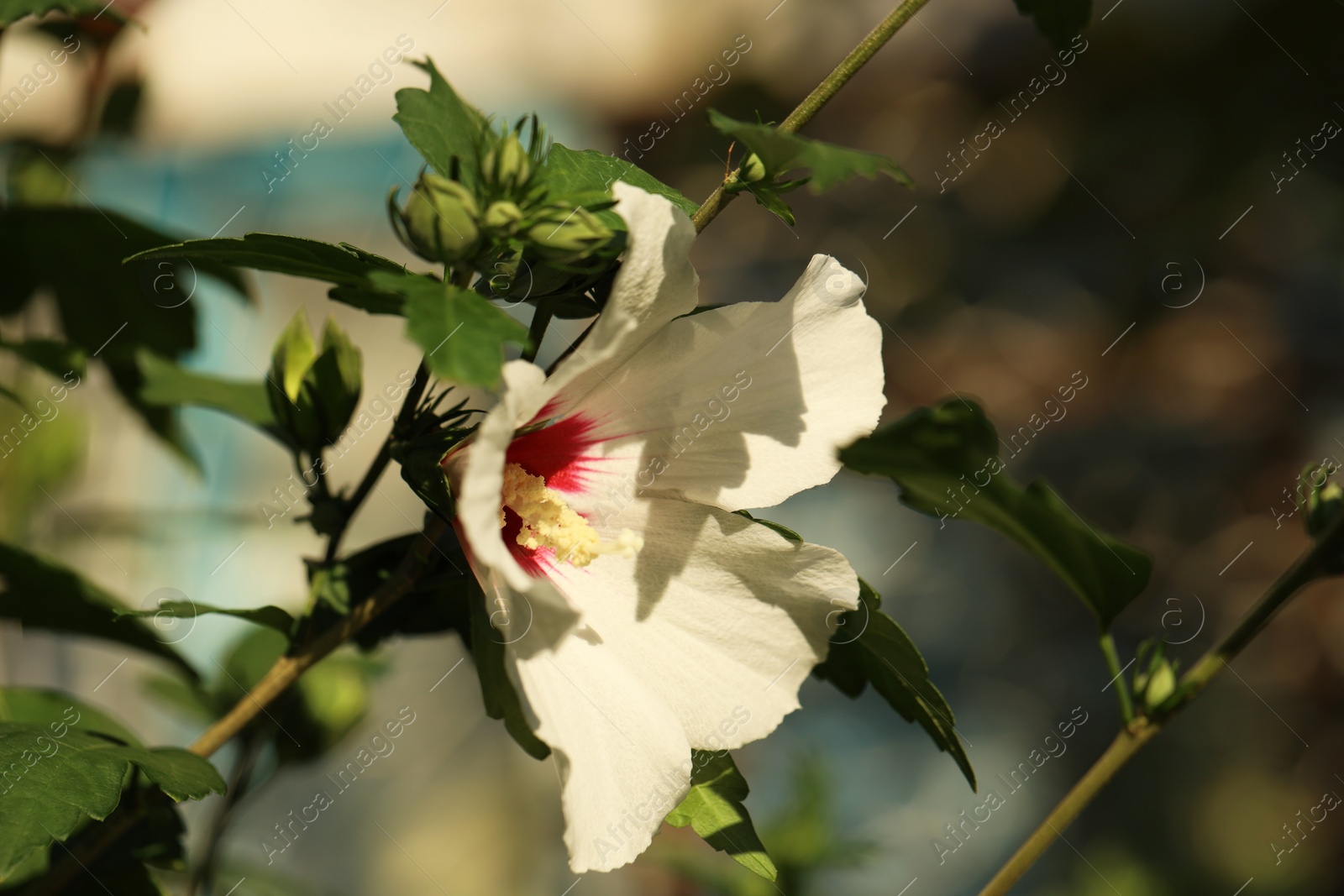 Photo of Beautiful white hibiscus flower growing outdoors, closeup