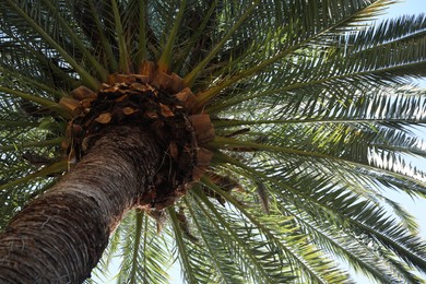 Photo of Beautiful palm tree with green leaves against clear sky, low angle view