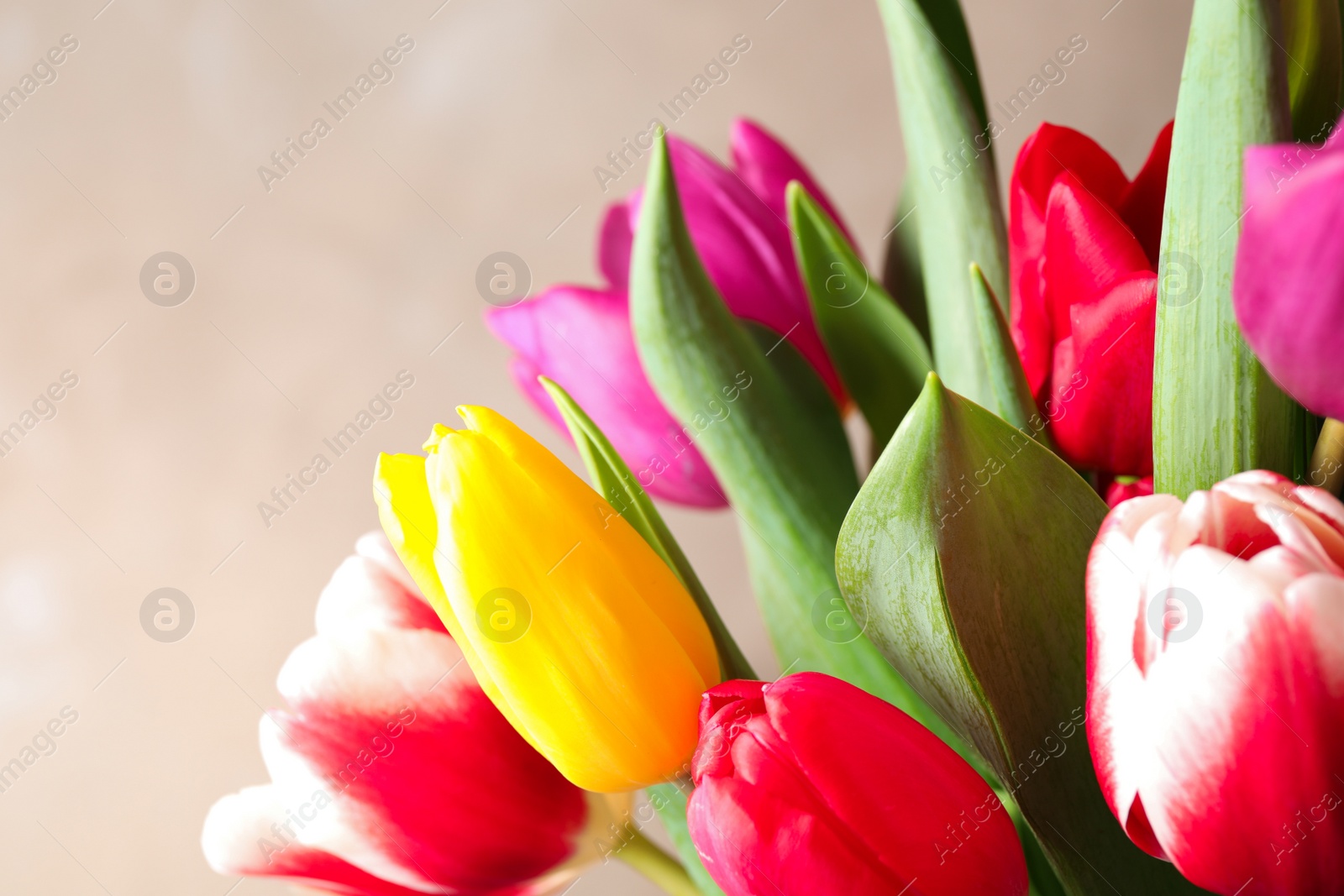 Photo of Beautiful spring tulips on light background, closeup