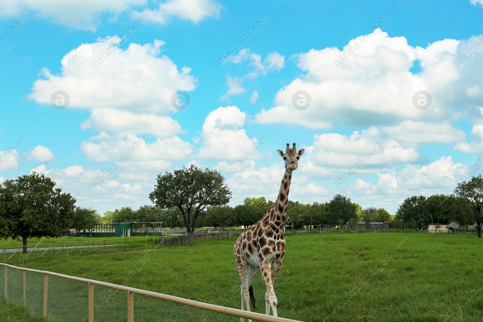 Photo of Beautiful spotted African giraffe in safari park