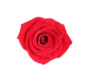 One beautiful red rose isolated on white