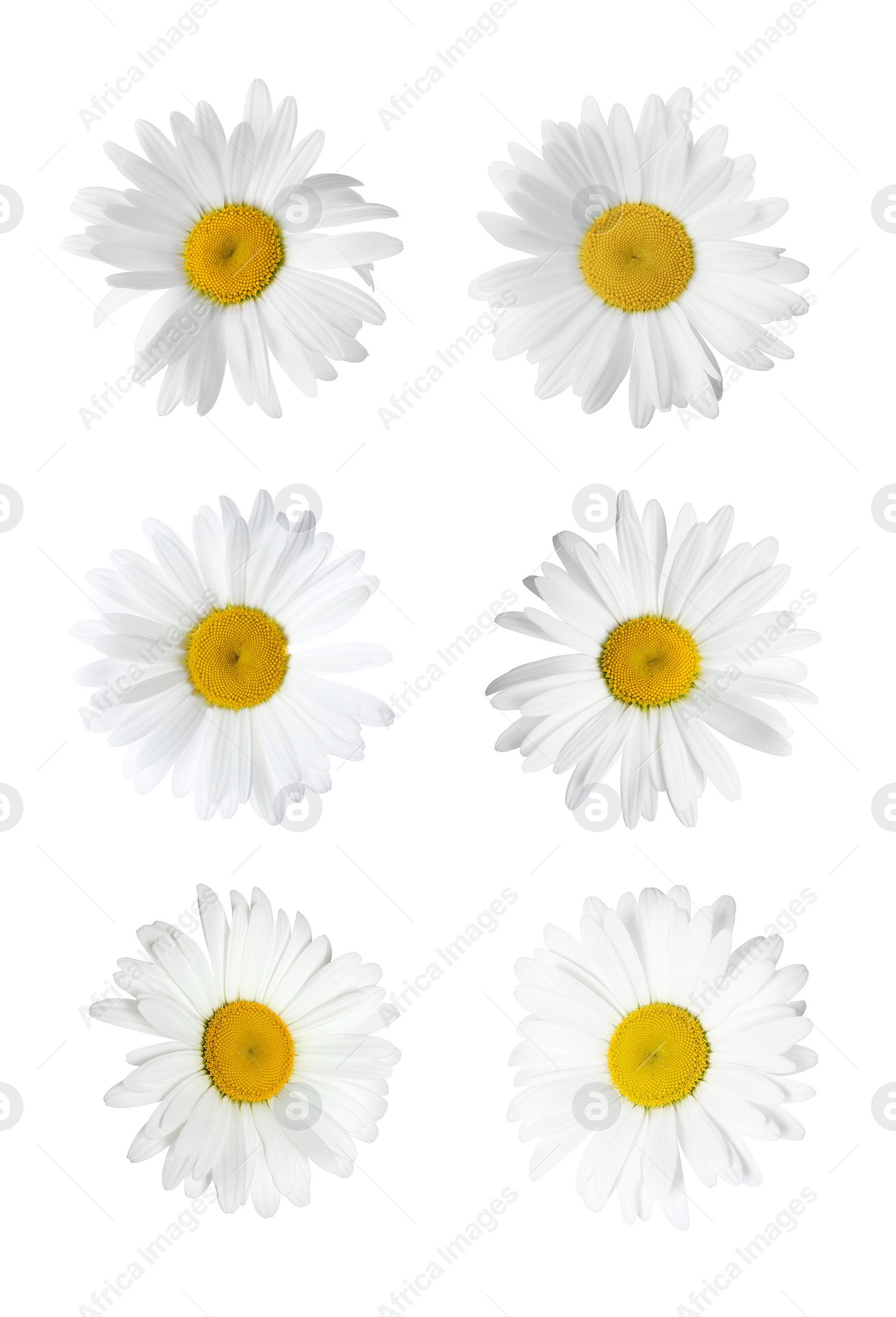 Image of Set of beautiful chamomile flowers on white background 