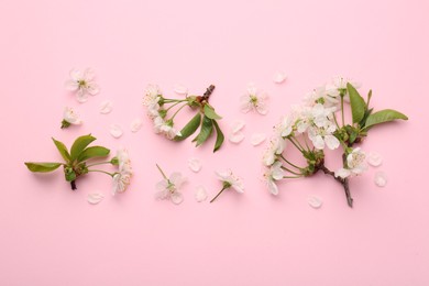 Beautiful spring tree blossoms and petals on pink background, flat lay