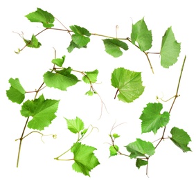 Image of Set of grapevines with green leaves on white background