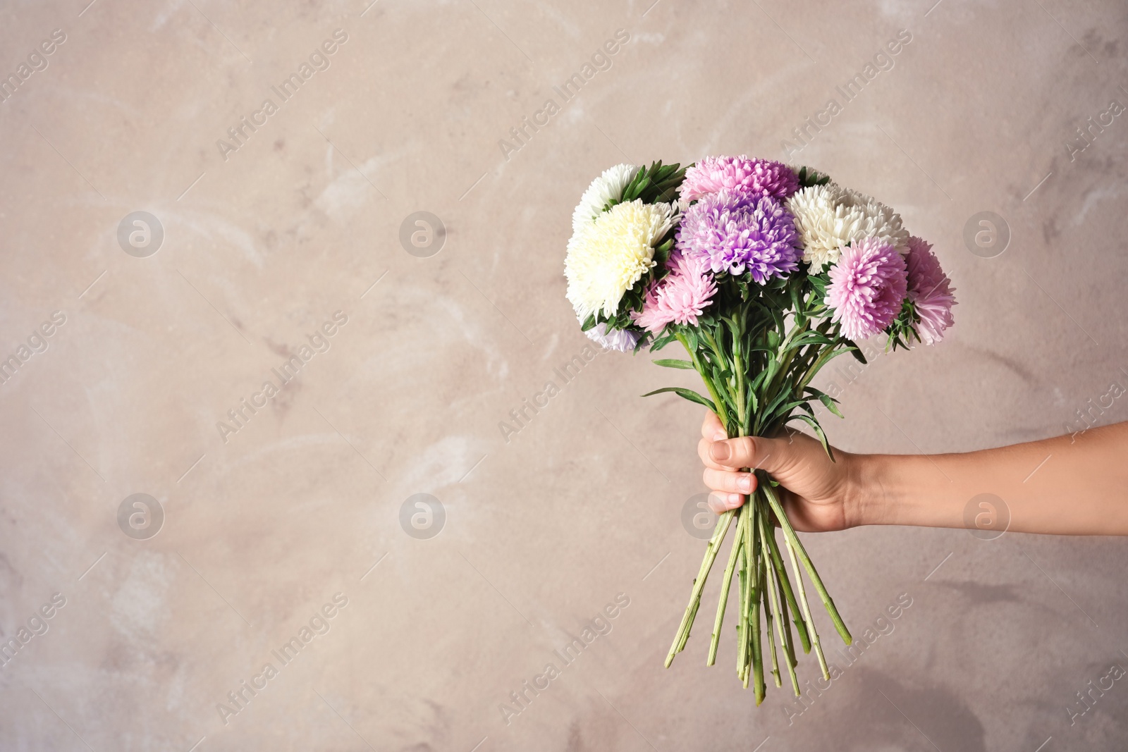 Photo of Woman holding beautiful aster flower bouquet against color background. Space for text