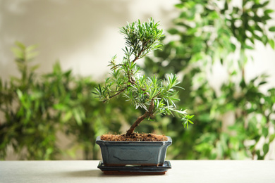 Photo of Japanese bonsai plant on light table. Creating zen atmosphere at home