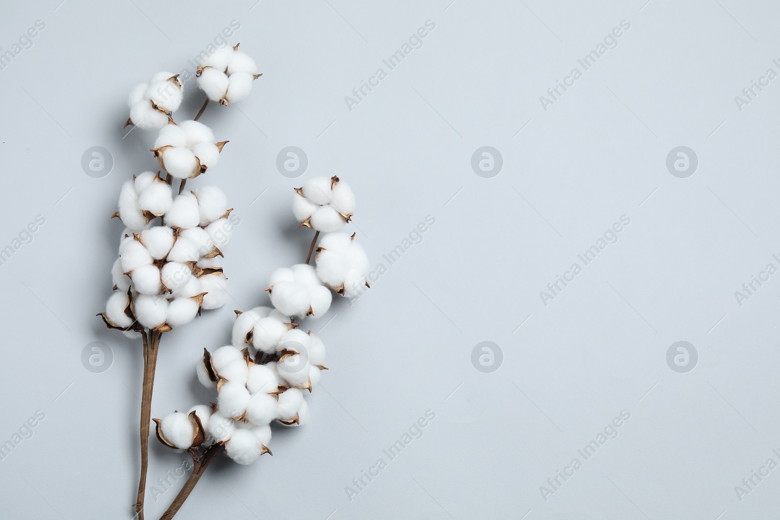 Photo of Beautiful cotton branches with fluffy flowers on light grey background, flat lay. Space for text