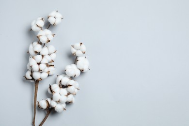 Beautiful cotton branches with fluffy flowers on light grey background, flat lay. Space for text