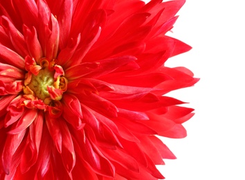 Beautiful red dahlia flower on white background, closeup