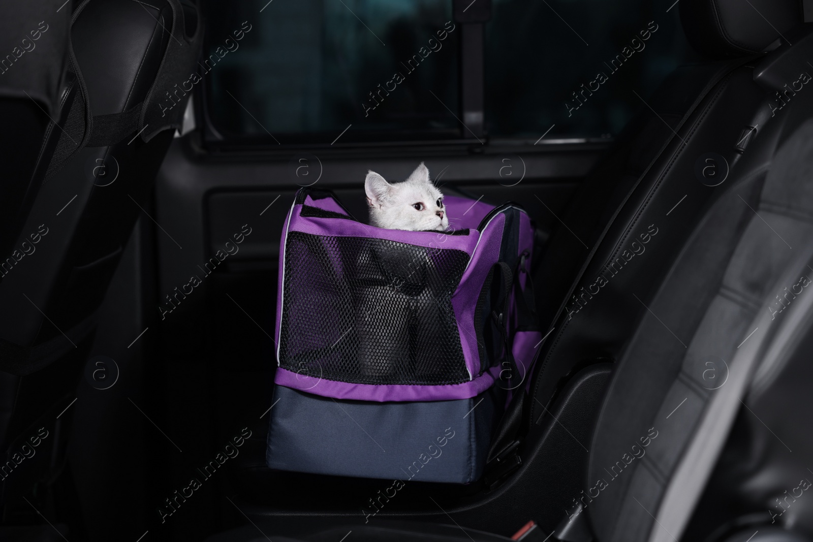 Photo of Cute white British Shorthair cat inside pet carrier in car