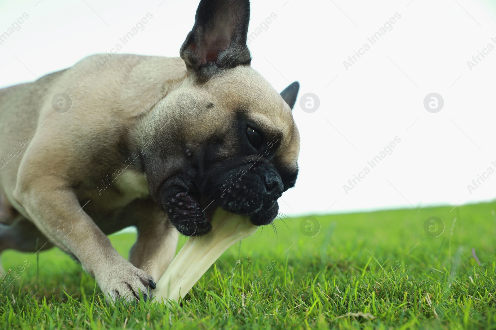 Photo of Cute French bulldog gnawing bone treat on green grass outdoors. Lovely pet