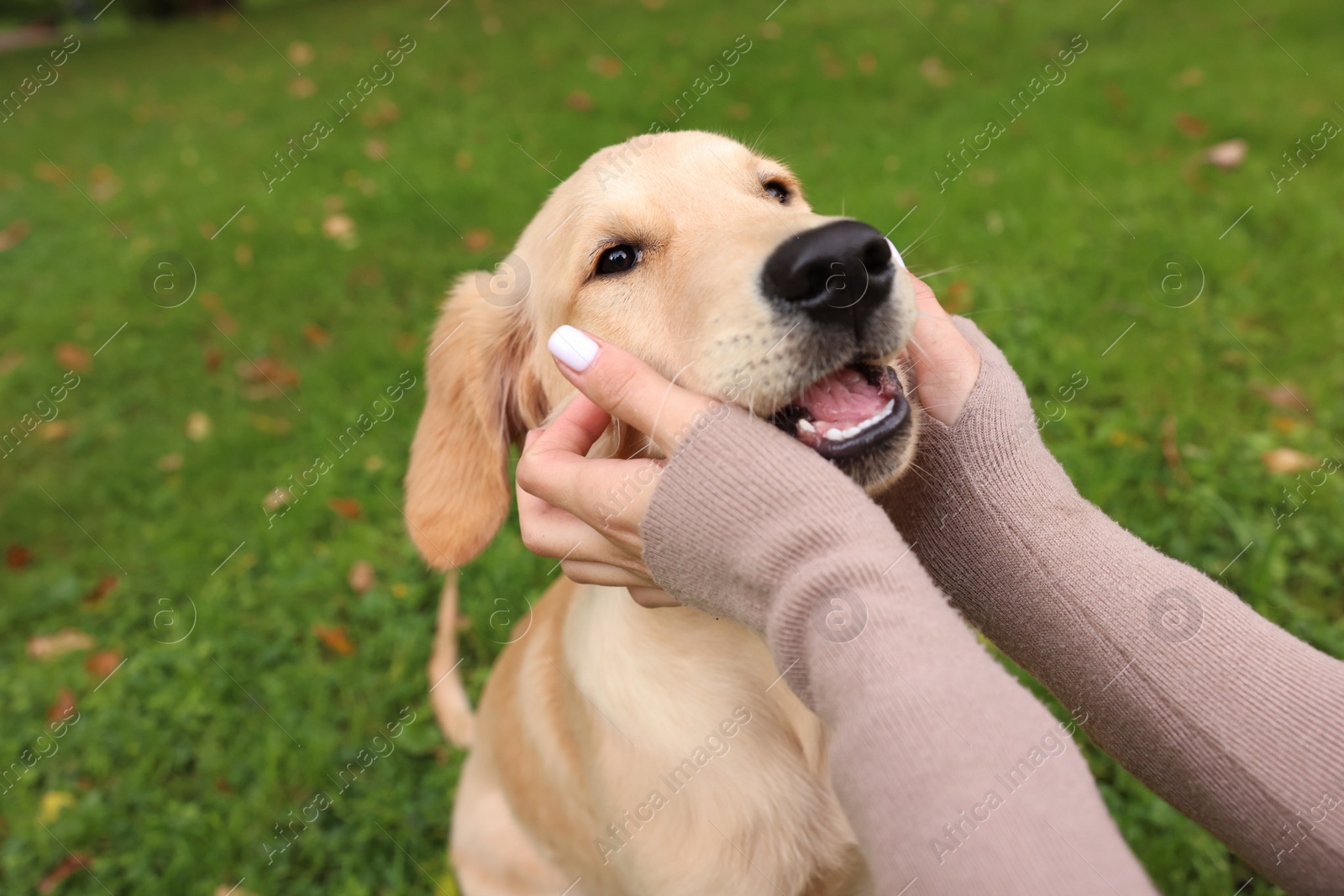 Photo of Woman petting adorable Labrador Retriever puppy on green grass in park, closeup