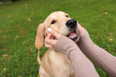 Woman petting adorable Labrador Retriever puppy on green grass in park, closeup