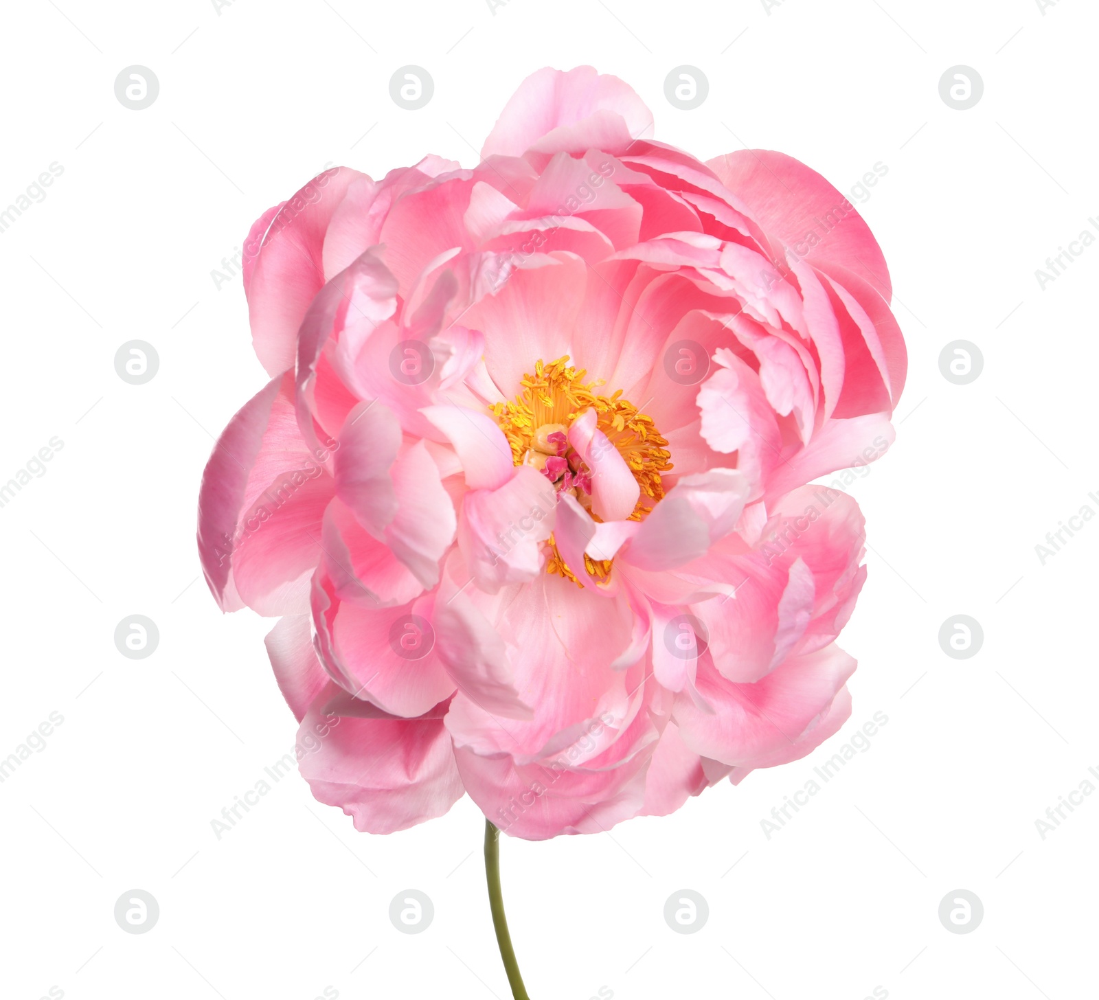 Photo of Beautiful pink peony flower isolated on white