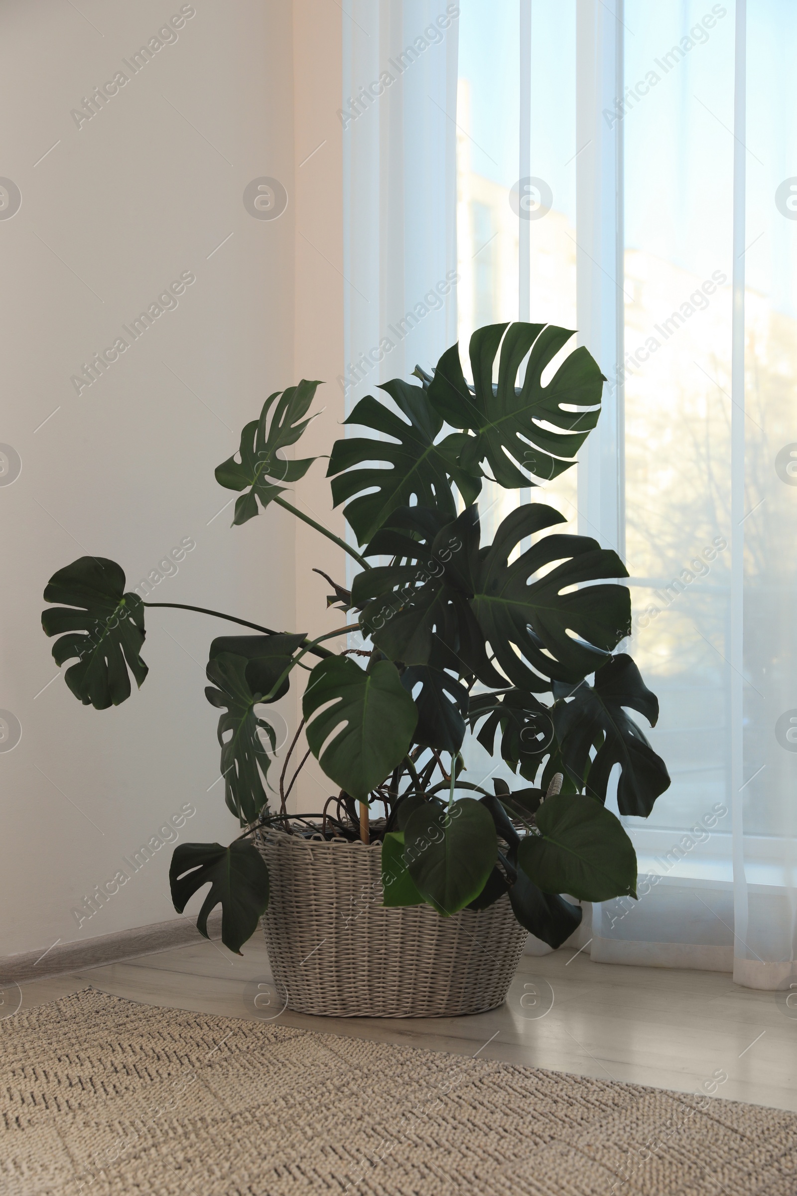 Photo of Beautiful houseplant near window indoors. Interior design