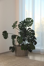 Beautiful houseplant near window indoors. Interior design