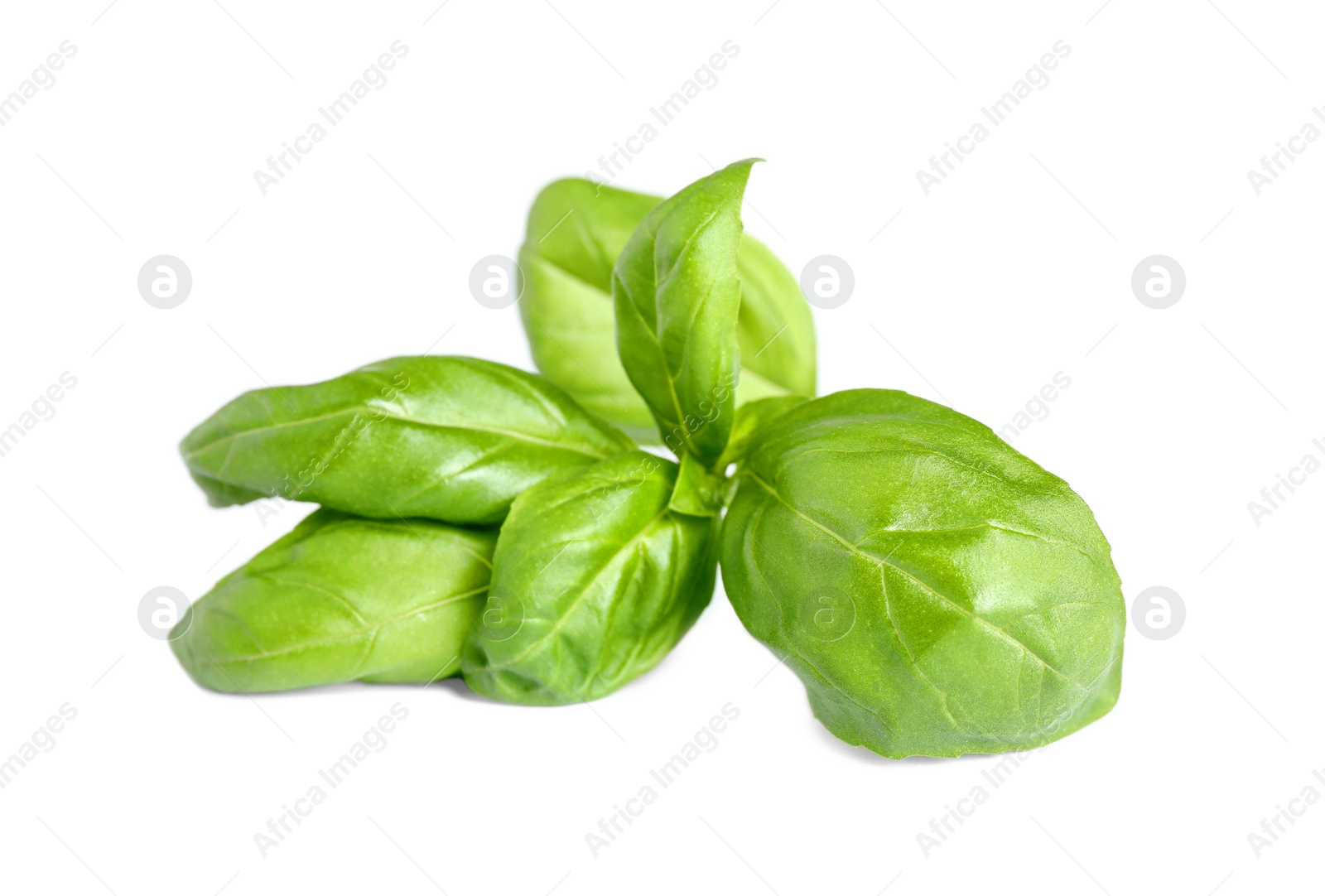 Photo of Fresh green basil leaves isolated on white