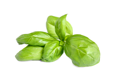 Fresh green basil leaves isolated on white