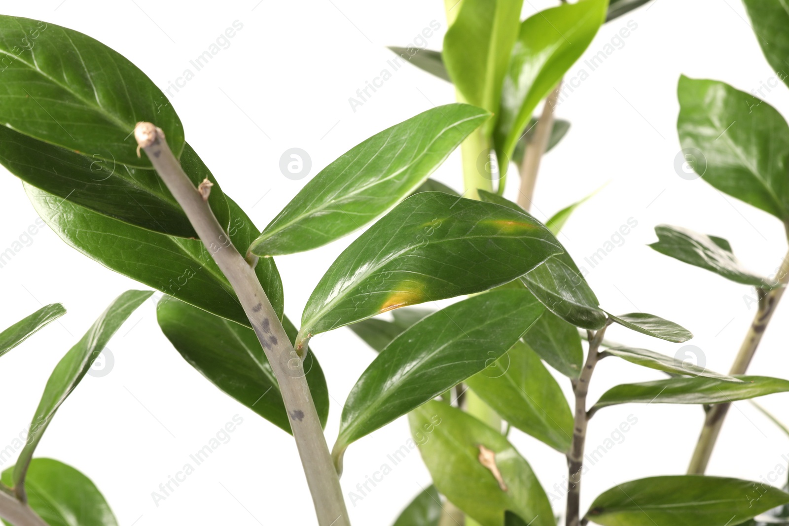 Photo of Houseplant with damaged leaves on white background, closeup