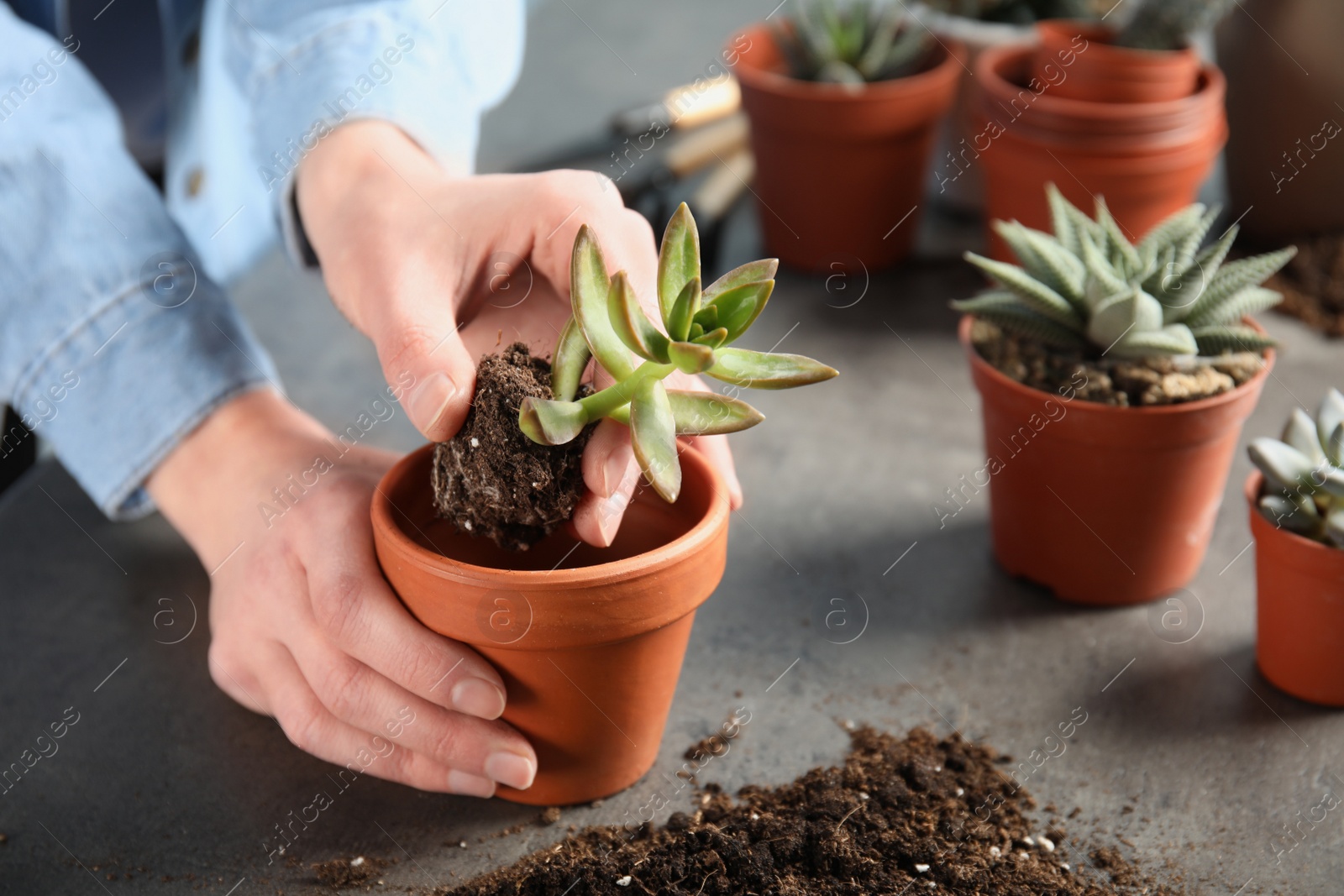 Photo of Woman transplanting home plant into new pot at table, closeup