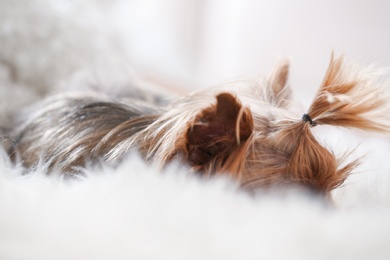 Adorable Yorkshire terrier dog on fuzzy fur indoors