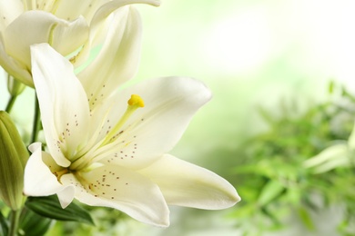 Photo of Beautiful lilies on blurred background, closeup view. Space for text