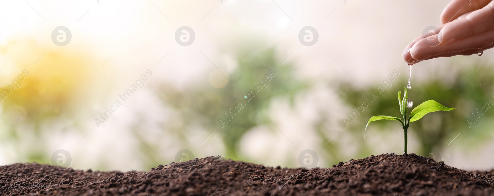 Image of Planting tree. Woman pouring water on young seedling, banner design with space for text