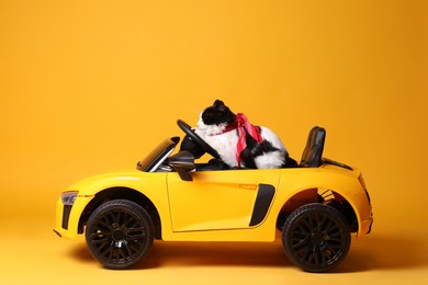 Photo of Adorable cat in toy car on yellow background