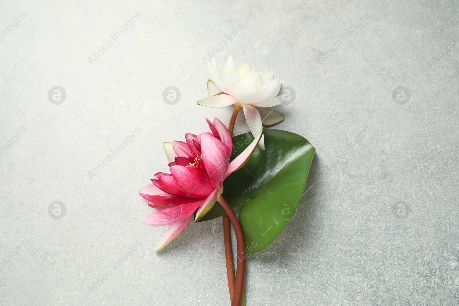 Photo of Beautiful blooming lotus flowers with green leaf on light grey table, flat lay