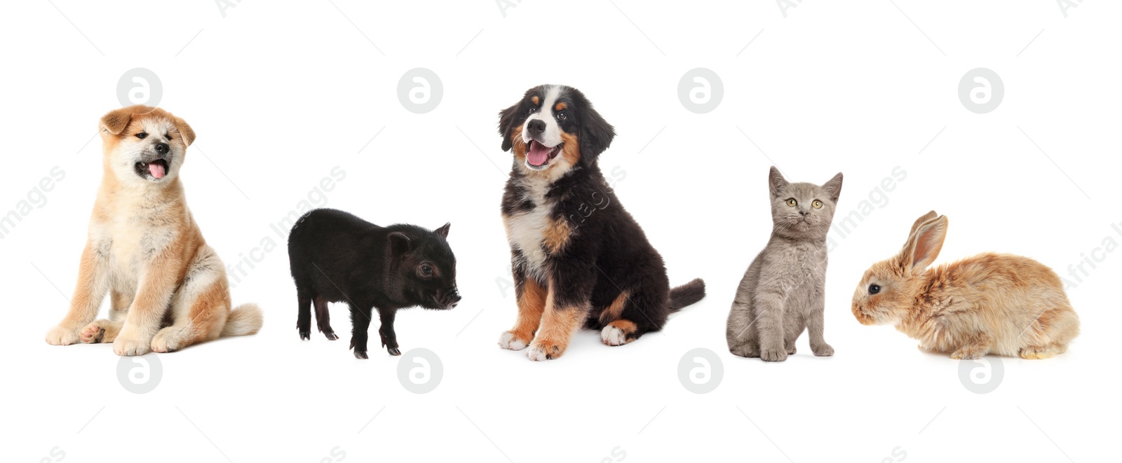 Image of Collage with different adorable baby animals on white background. Banner design 