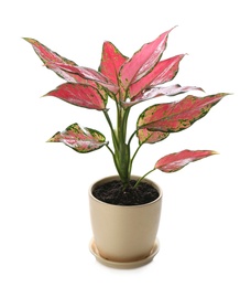 Beautiful Aglaonema plant in pot isolated on white. House decor