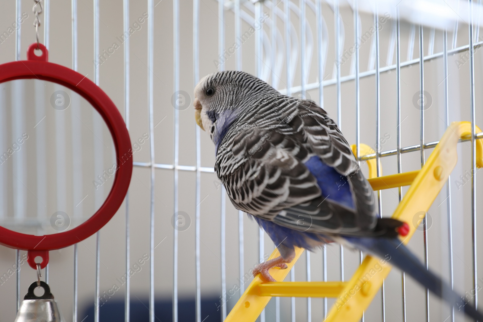 Photo of Beautiful light blue parrot in cage indoors. Cute pet