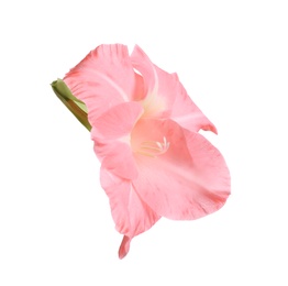 Photo of Beautiful pink gladiolus flower on white background